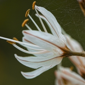 Photographie n°223782 du taxon Asphodeloides ramosa Moench [1794]