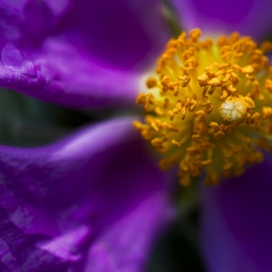 Photographie n°223785 du taxon Cistus albidus L. [1753]