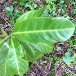 Photographie n°223816 du taxon Prunus laurocerasus L. [1753]