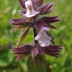 Photographie n°223828 du taxon Stachys arvensis (L.) L.