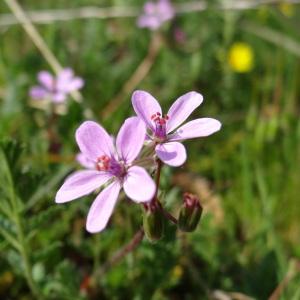 Photographie n°223845 du taxon Erodium L'Hér. [1789]