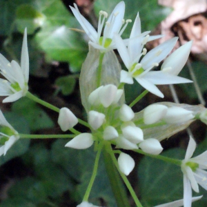 Photographie n°223847 du taxon Allium ursinum L. [1753]