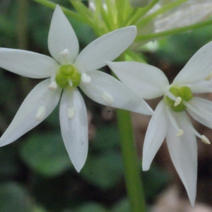 Photographie n°223848 du taxon Allium ursinum L. [1753]