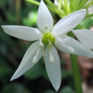 Photographie n°223849 du taxon Allium ursinum L. [1753]