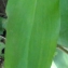  Liliane Roubaudi - Allium ursinum L. [1753]