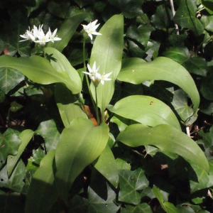 Photographie n°223854 du taxon Allium ursinum L. [1753]