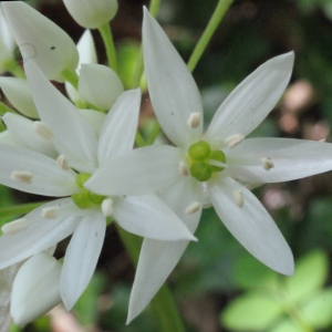 Photographie n°223856 du taxon Allium ursinum L. [1753]