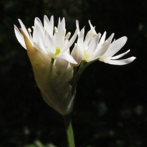 Photographie n°223860 du taxon Allium ursinum L. [1753]