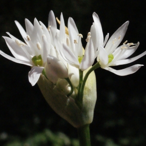 Photographie n°223861 du taxon Allium ursinum L. [1753]