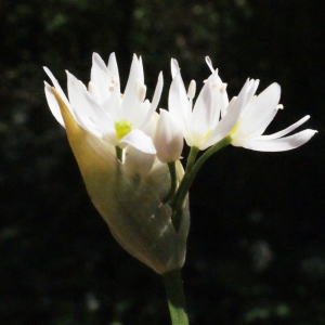 Photographie n°223863 du taxon Allium ursinum L. [1753]