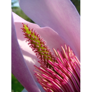 magnolia  campbellii_4413_4 (1).jpg