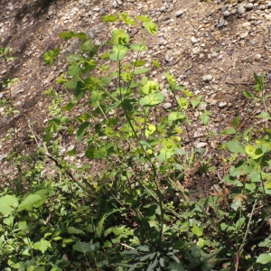 Photographie n°223871 du taxon Euphorbia amygdaloides L. [1753]