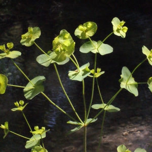 Photographie n°223873 du taxon Euphorbia amygdaloides L. [1753]