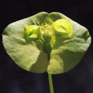Photographie n°223878 du taxon Euphorbia amygdaloides L. [1753]