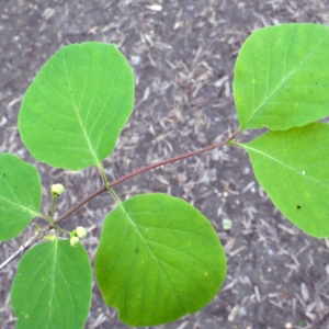 Photographie n°223904 du taxon Lonicera xylosteum L. [1753]