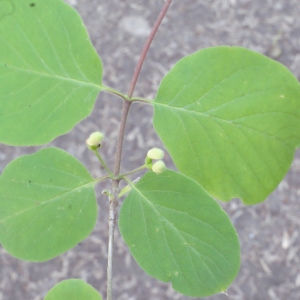 Photographie n°223906 du taxon Lonicera xylosteum L. [1753]