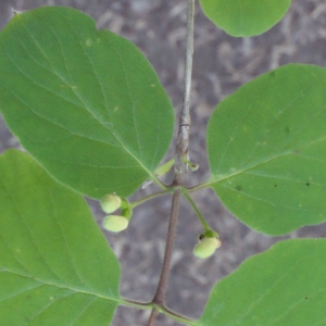 Photographie n°223907 du taxon Lonicera xylosteum L. [1753]
