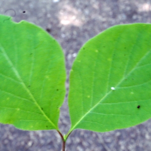 Photographie n°223908 du taxon Lonicera xylosteum L. [1753]