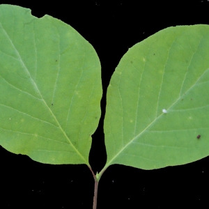Photographie n°223909 du taxon Lonicera xylosteum L. [1753]
