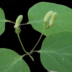 Photographie n°223910 du taxon Lonicera xylosteum L. [1753]
