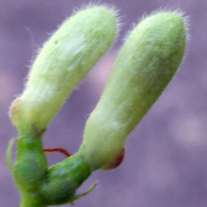 Photographie n°223911 du taxon Lonicera xylosteum L. [1753]
