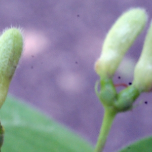 Photographie n°223912 du taxon Lonicera xylosteum L. [1753]
