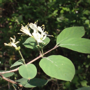 Photographie n°223913 du taxon Lonicera xylosteum L. [1753]