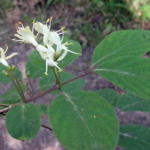 Photographie n°223914 du taxon Lonicera xylosteum L. [1753]