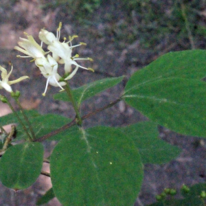 Photographie n°223915 du taxon Lonicera xylosteum L. [1753]