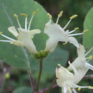 Photographie n°223917 du taxon Lonicera xylosteum L. [1753]