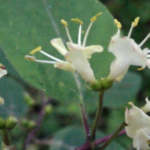 Photographie n°223918 du taxon Lonicera xylosteum L. [1753]