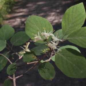Photographie n°223919 du taxon Lonicera xylosteum L. [1753]