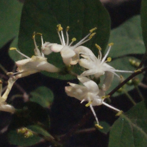 Photographie n°223920 du taxon Lonicera xylosteum L. [1753]