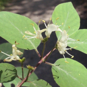 Photographie n°223921 du taxon Lonicera xylosteum L. [1753]