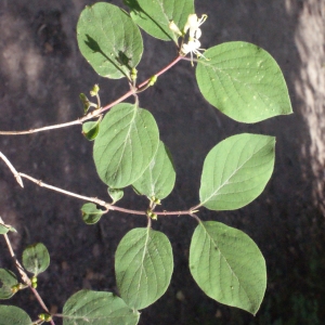 Photographie n°223922 du taxon Lonicera xylosteum L. [1753]