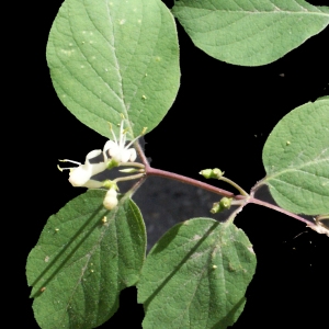 Photographie n°223925 du taxon Lonicera xylosteum L. [1753]
