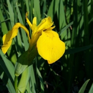 Photographie n°223926 du taxon Iris pseudacorus L. [1753]