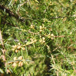Photographie n°223932 du taxon Juniperus communis L.