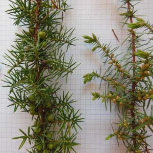 Photographie n°223934 du taxon Juniperus communis L.