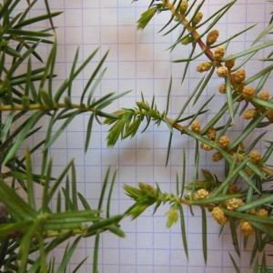 Photographie n°223935 du taxon Juniperus communis L.