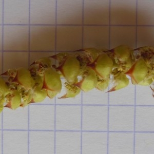 Photographie n°223949 du taxon Carpinus betulus L.