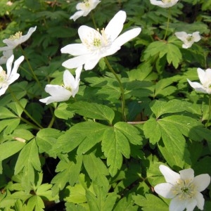 Photographie n°223963 du taxon Anemone nemorosa L.