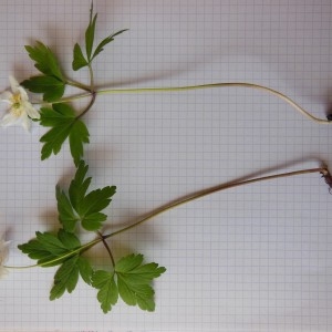 Photographie n°223964 du taxon Anemone nemorosa L.