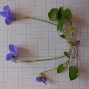 Photographie n°223969 du taxon Viola riviniana Rchb.