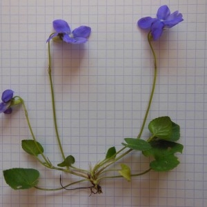 Photographie n°223970 du taxon Viola riviniana Rchb.
