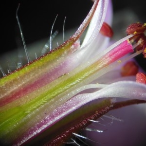 Photographie n°223983 du taxon Geranium robertianum L.