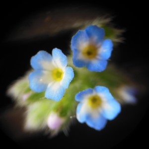 Photographie n°223989 du taxon Myosotis micrantha sensu auct.