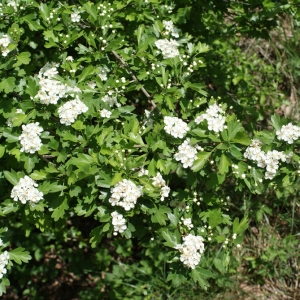 Photographie n°223992 du taxon Crataegus monogyna Jacq. [1775]