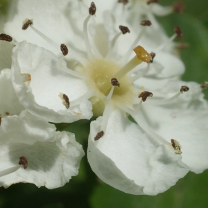 Photographie n°223998 du taxon Crataegus monogyna Jacq. [1775]