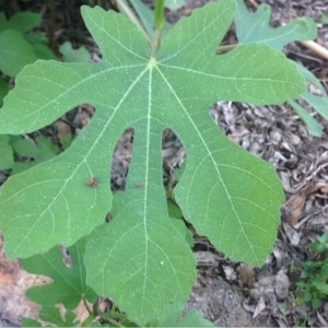 Photographie n°224023 du taxon Ficus carica L. [1753]